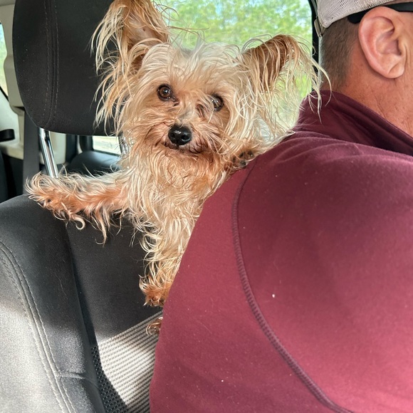 Meet your Posher, Tree and family - Picture 4 of 15